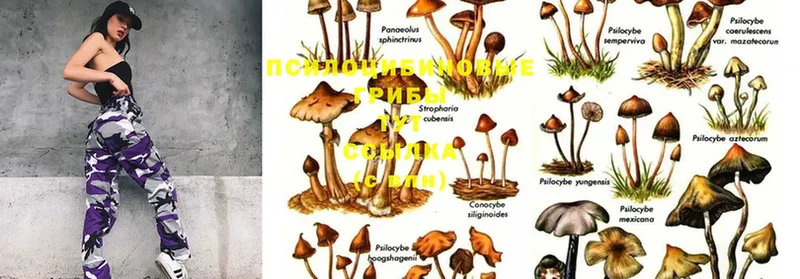 Галлюциногенные грибы Magic Shrooms  Калининск 